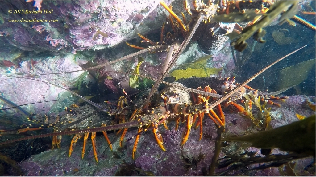 A nest of crayfish only 2 metres below the surface